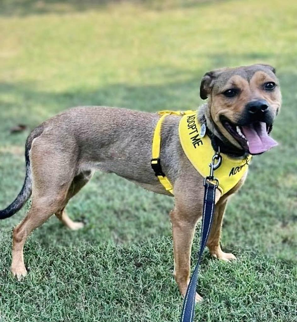 Enlarge Lainey, a Adoptable mixed breed in Princeton, MA image 4/5