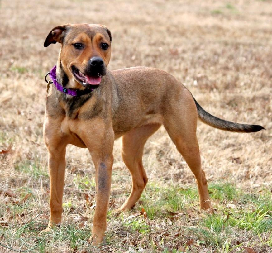 Enlarge Lainey, a Adoptable mixed breed in Princeton, MA image 5/5