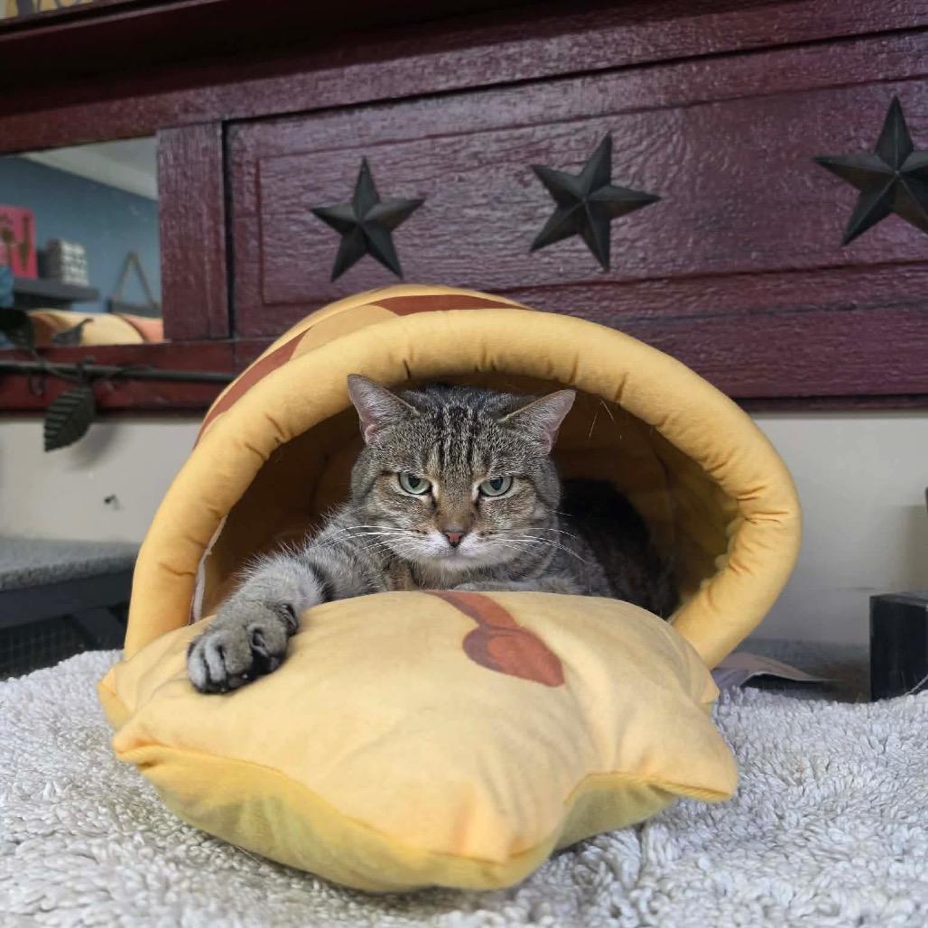 Riley, Adoptable, Senior Female Domestic Short Hair.