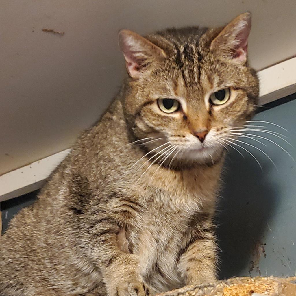 Enlarge Riley, a Adoptable Domestic Short Hair in Union City, PA image 2/4