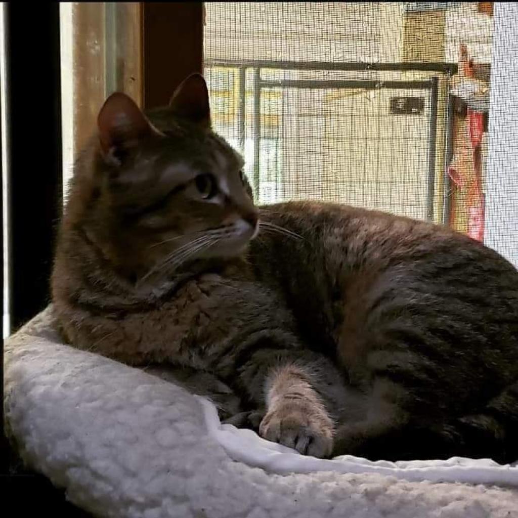 Enlarge Riley, a Adoptable Domestic Short Hair in Union City, PA image 3/4