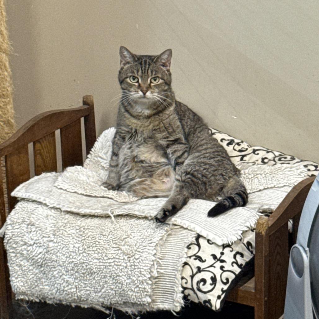 Enlarge Riley, a Adoptable Domestic Short Hair in Union City, PA image 4/4