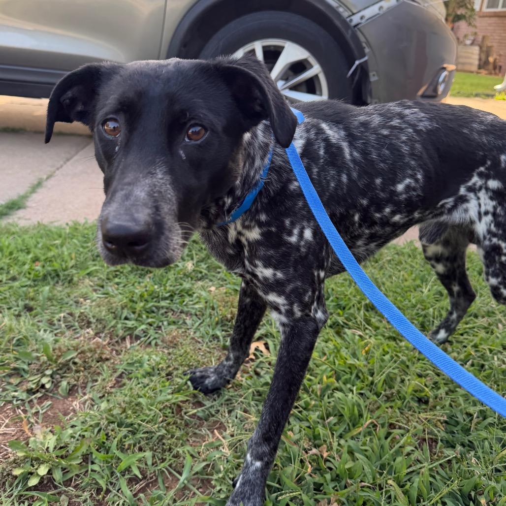 River C-34599, Adoptable, Young Male Black Labrador Retriever & Australian Cattle Dog / Blue Heeler.