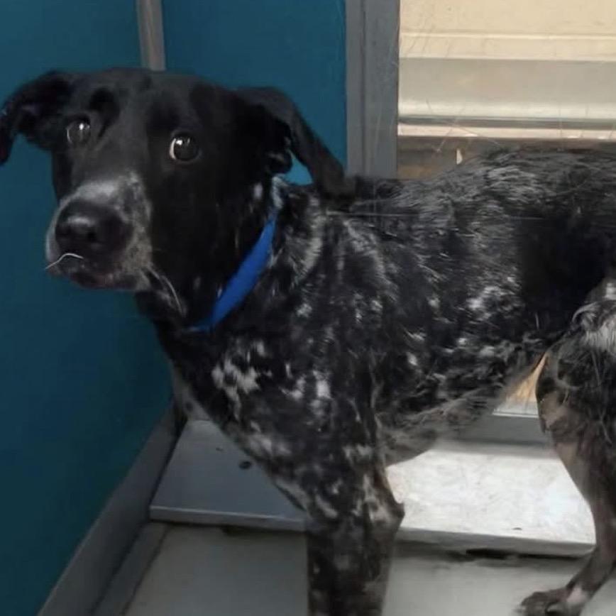 River C-34599, a Adoptable mixed breed in Oklahoma City, OK image 2/6