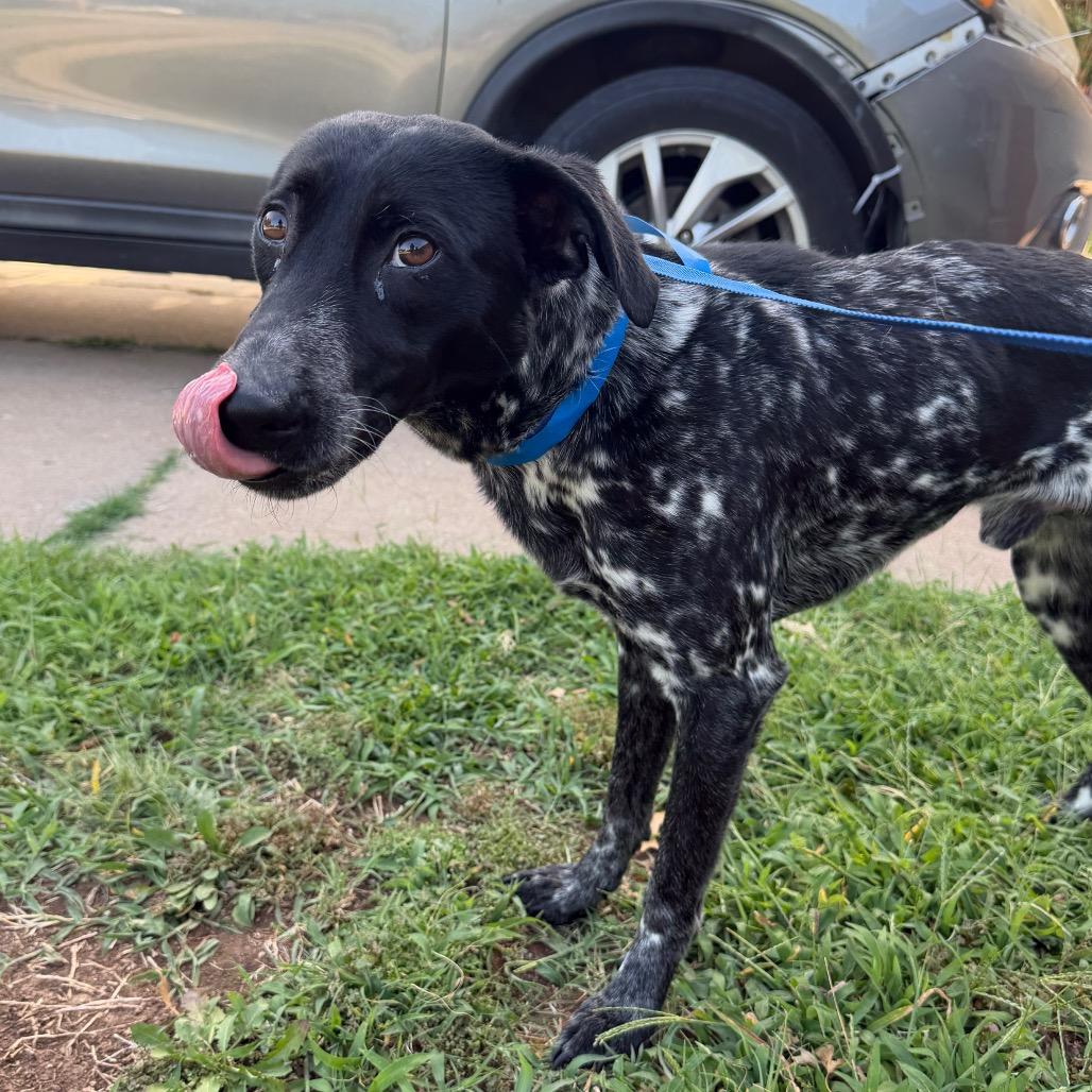 River C-34599, a Adoptable mixed breed in Oklahoma City, OK image 3/6