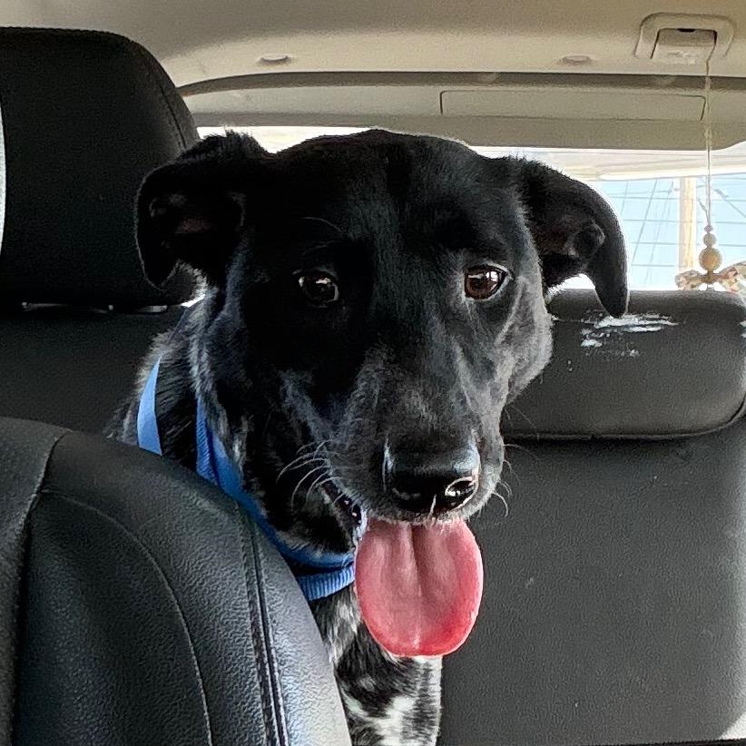 River C-34599, a Adoptable mixed breed in Oklahoma City, OK image 4/6