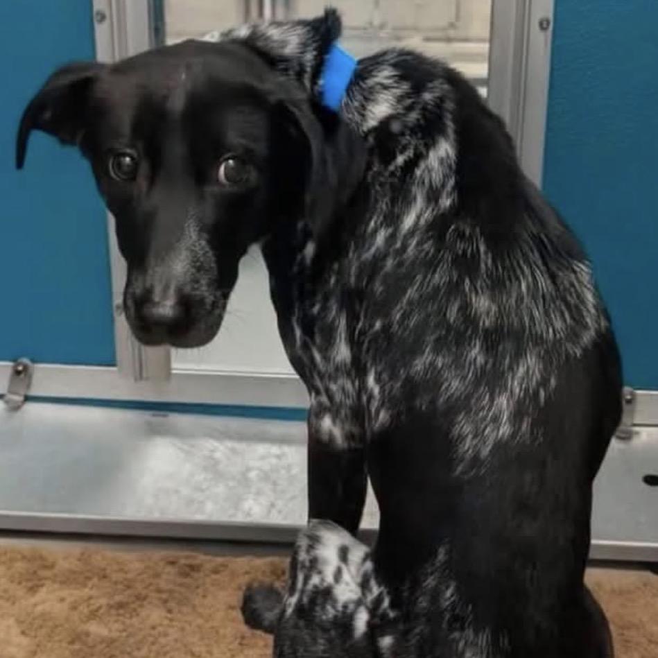 River C-34599, a Adoptable mixed breed in Oklahoma City, OK image 5/6