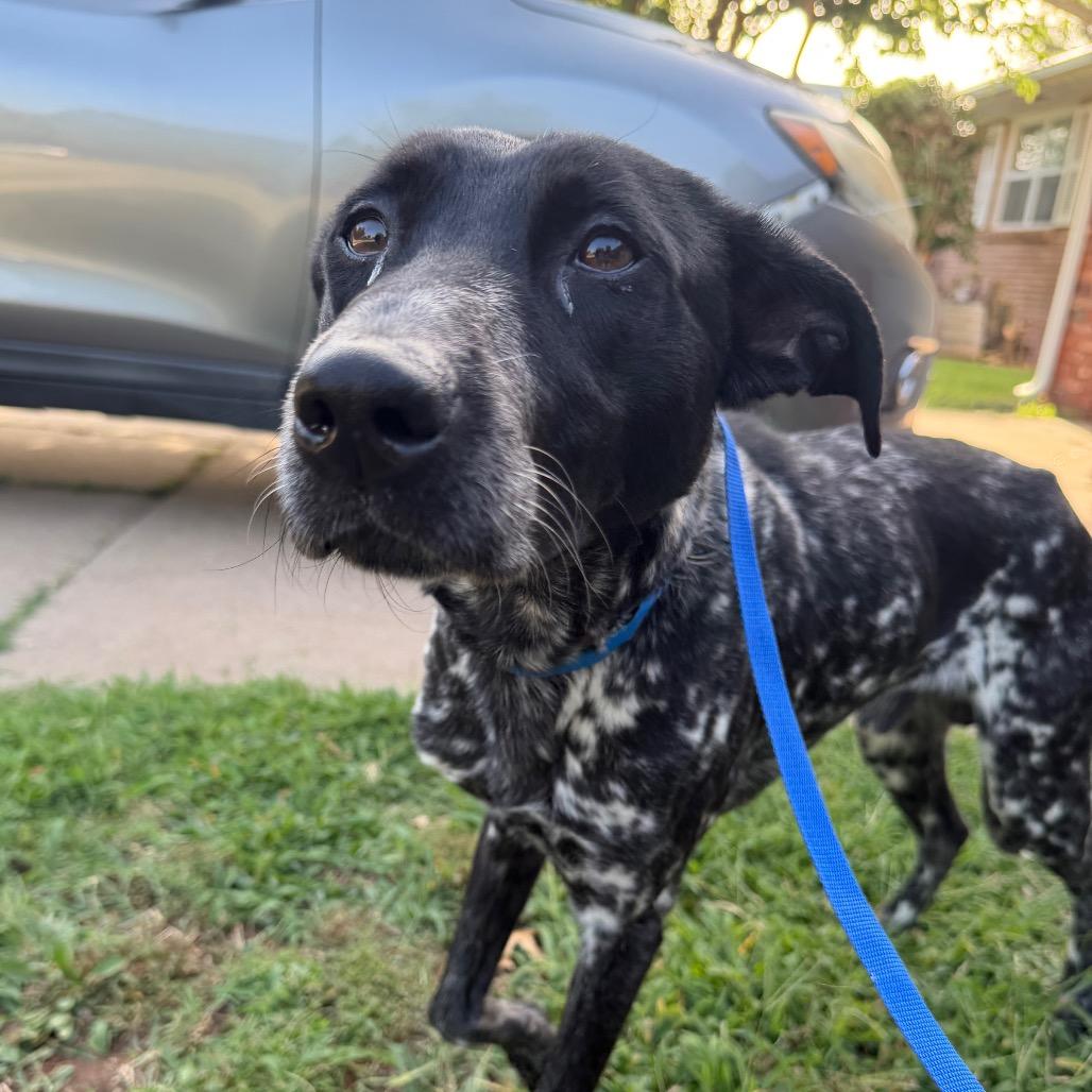 River C-34599, a Adoptable mixed breed in Oklahoma City, OK image 6/6