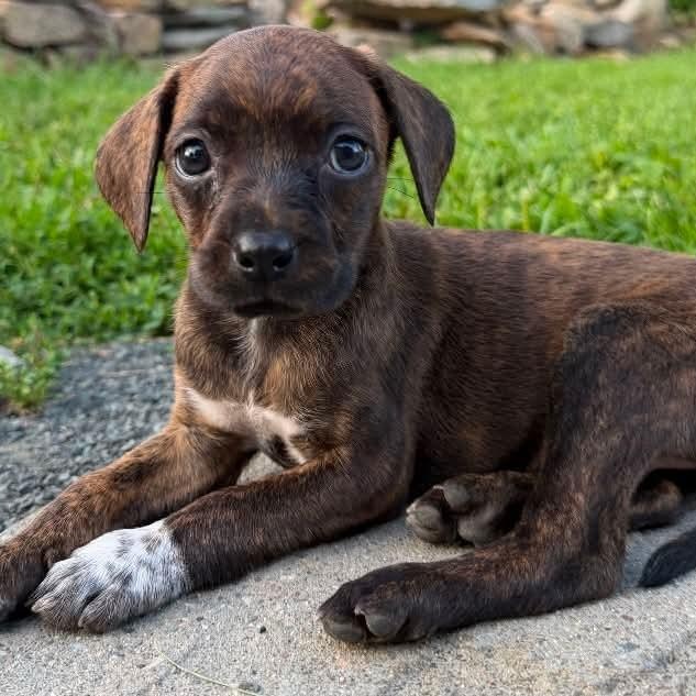 Bo, a Adoptable mixed breed in Mount Bethel, PA image 2/3