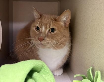 Salem, Adoptable, Adult Male Domestic Short Hair & Domestic Short Hair.