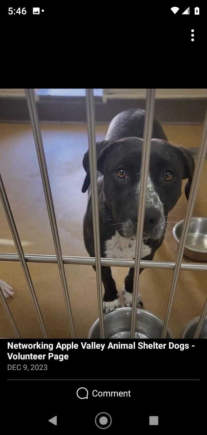 Megan, Adoptable, Adult Female Pit Bull Terrier.