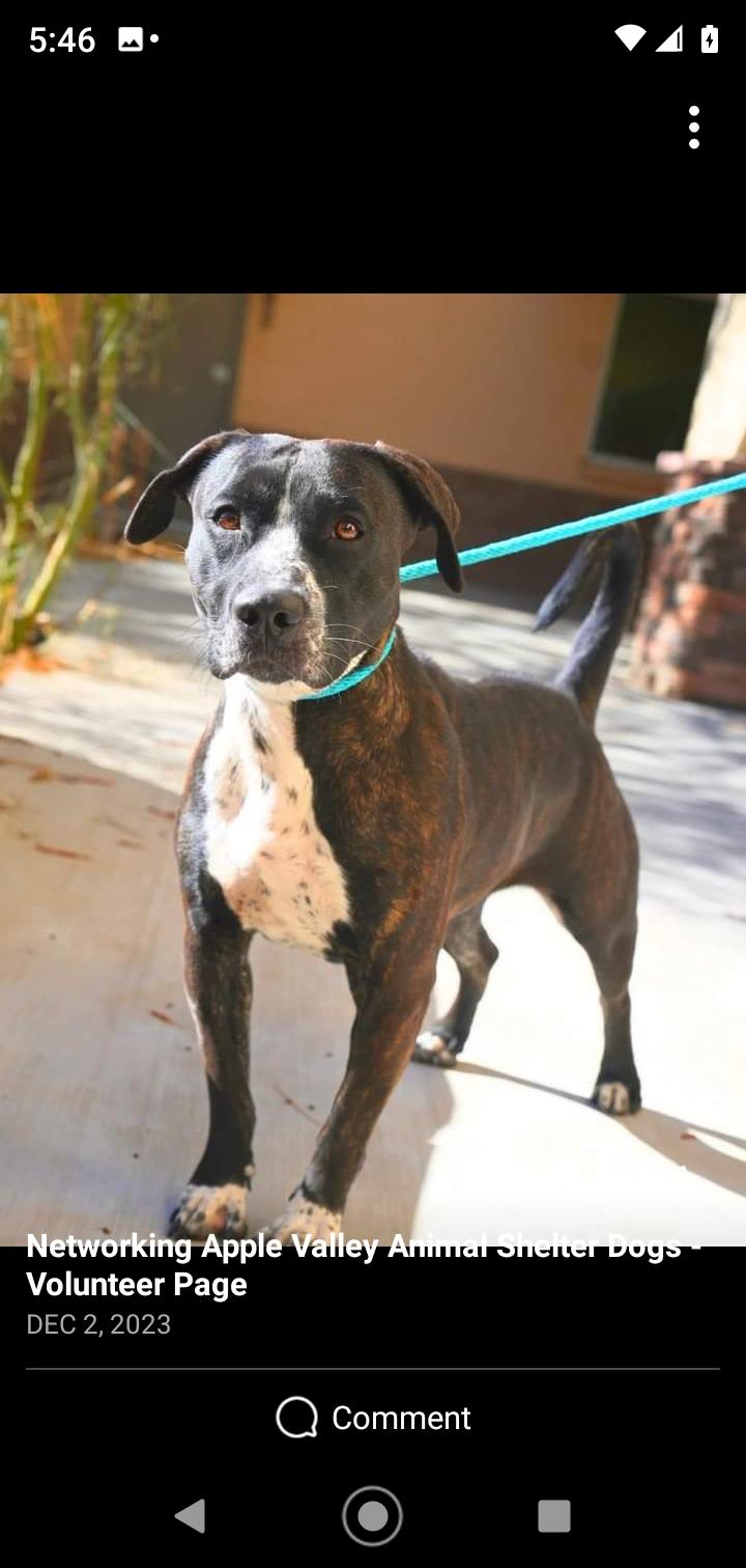 Enlarge Megan, a Adoptable mixed breed in Seattle, WA image 2/6