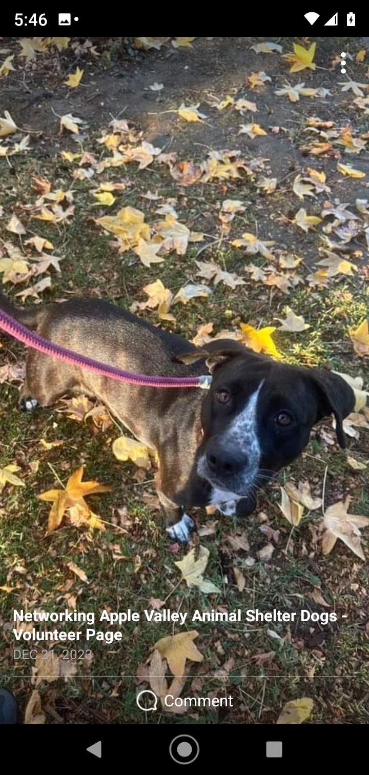 Enlarge Megan, a Adoptable mixed breed in Seattle, WA image 5/6