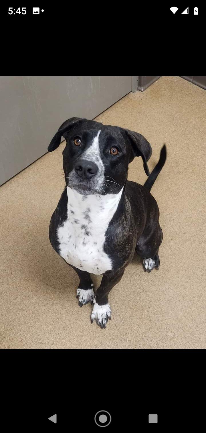 Enlarge Megan, a Adoptable mixed breed in Seattle, WA image 6/6