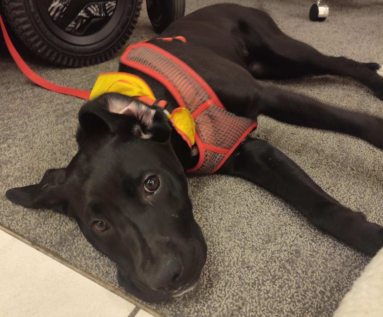 Sophie, Adoptable, Young Female Black Labrador Retriever & Hound.