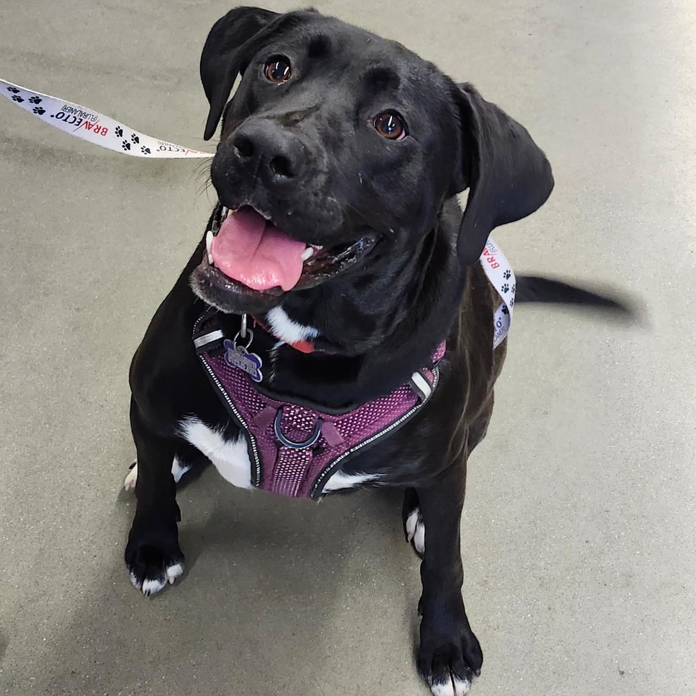 Sophie, Adoptable, Young Female Black Labrador Retriever & Hound.