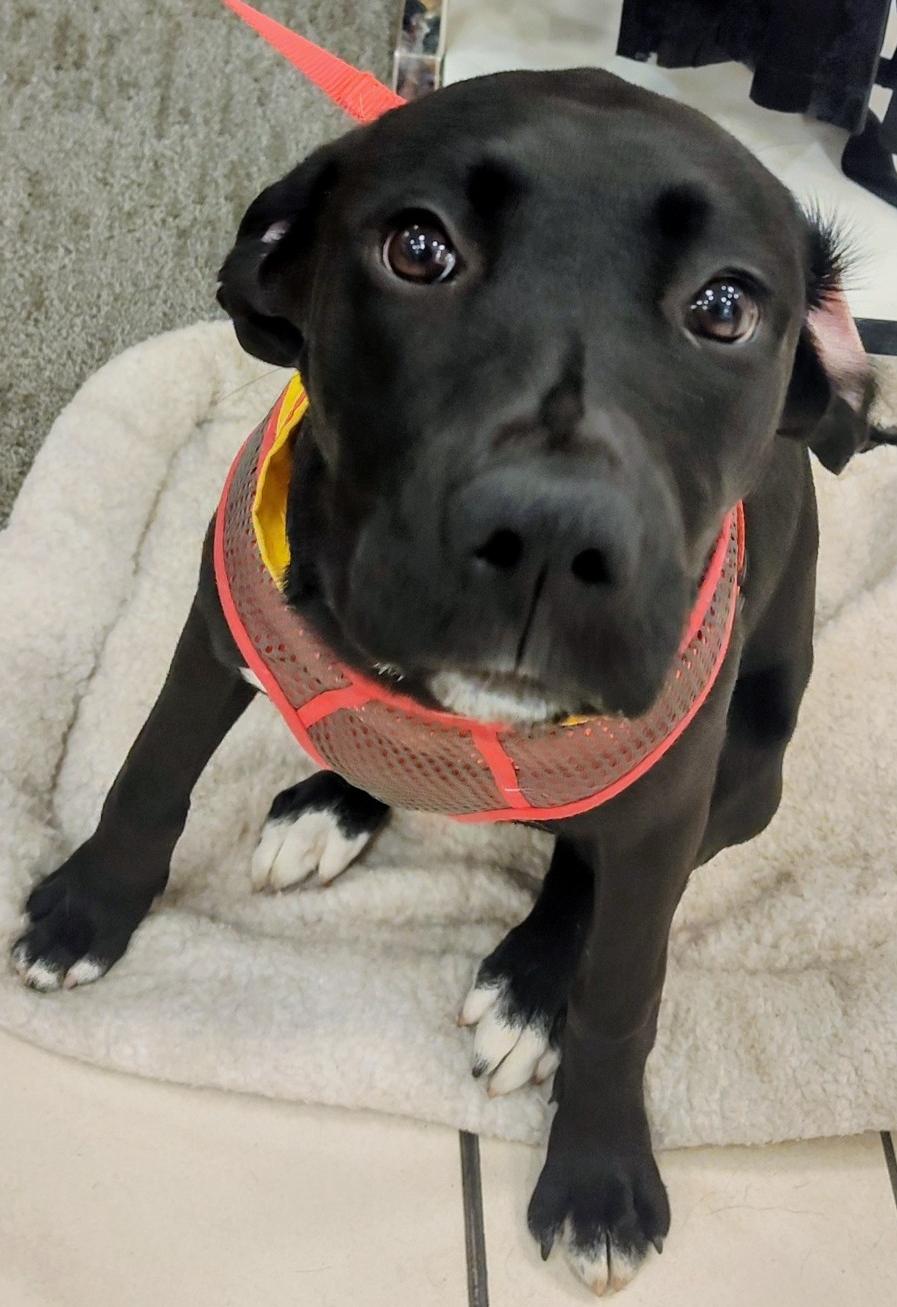 Sophie, a Adoptable mixed breed in Selma, NC image 2/4