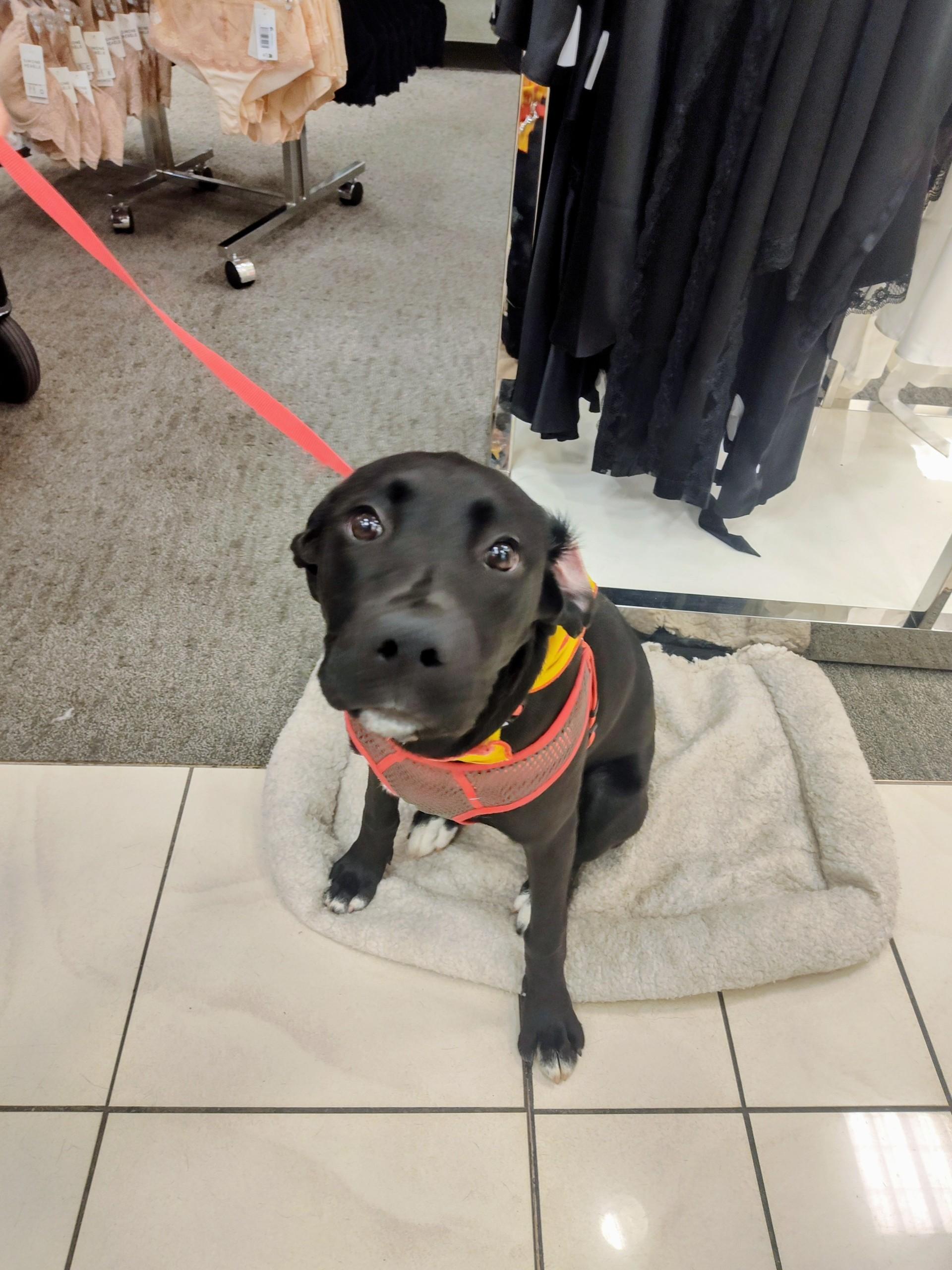 Sophie, a Adoptable mixed breed in Selma, NC image 3/4