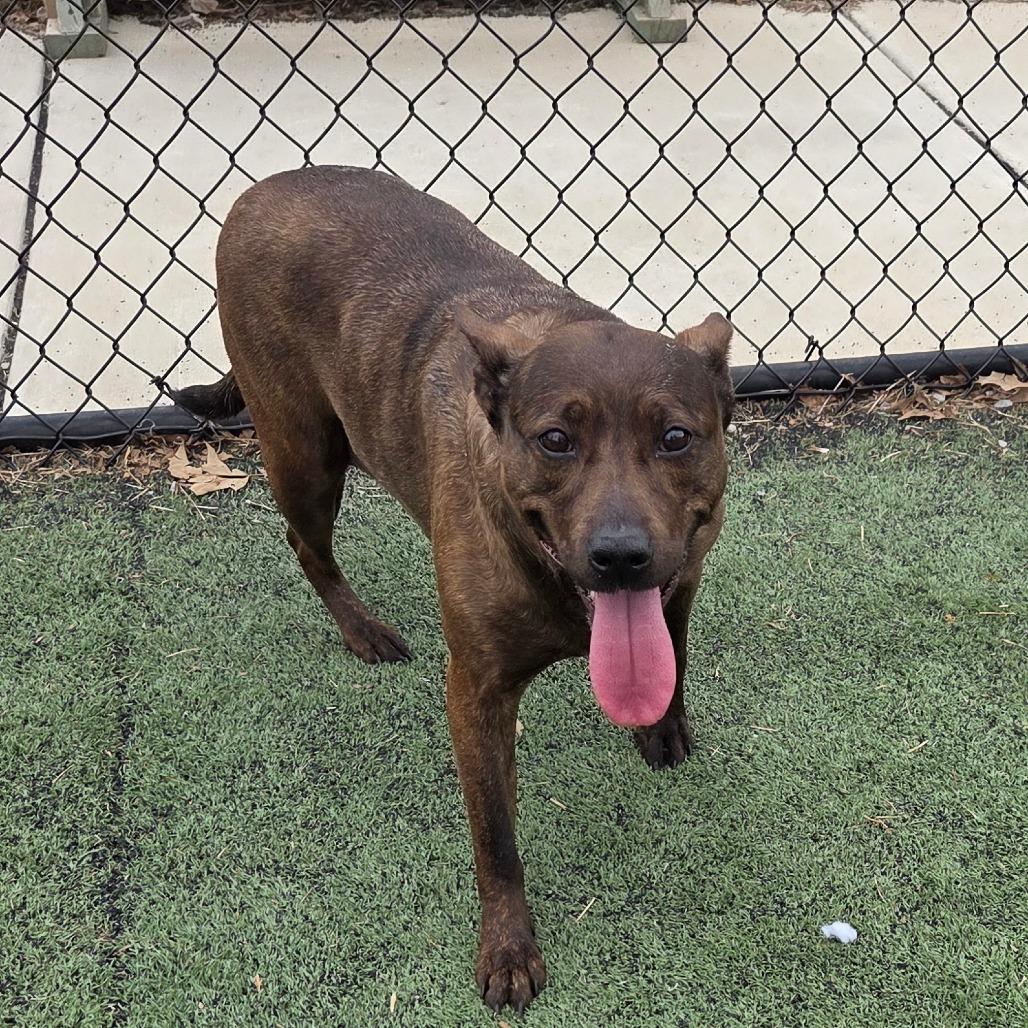 Lia Pen — thumbnail 3