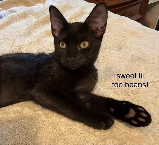 Rosie, a Adoptable Domestic Short Hair in Tampa, FL image 1/3
