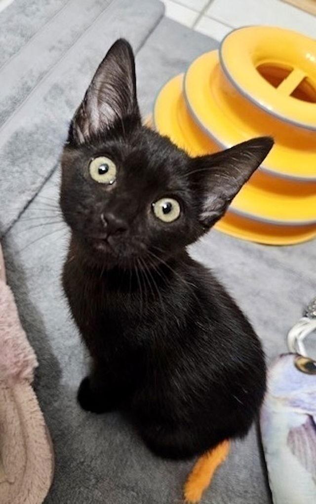 Rosie, a Adoptable Domestic Short Hair in Tampa, FL image 2/3