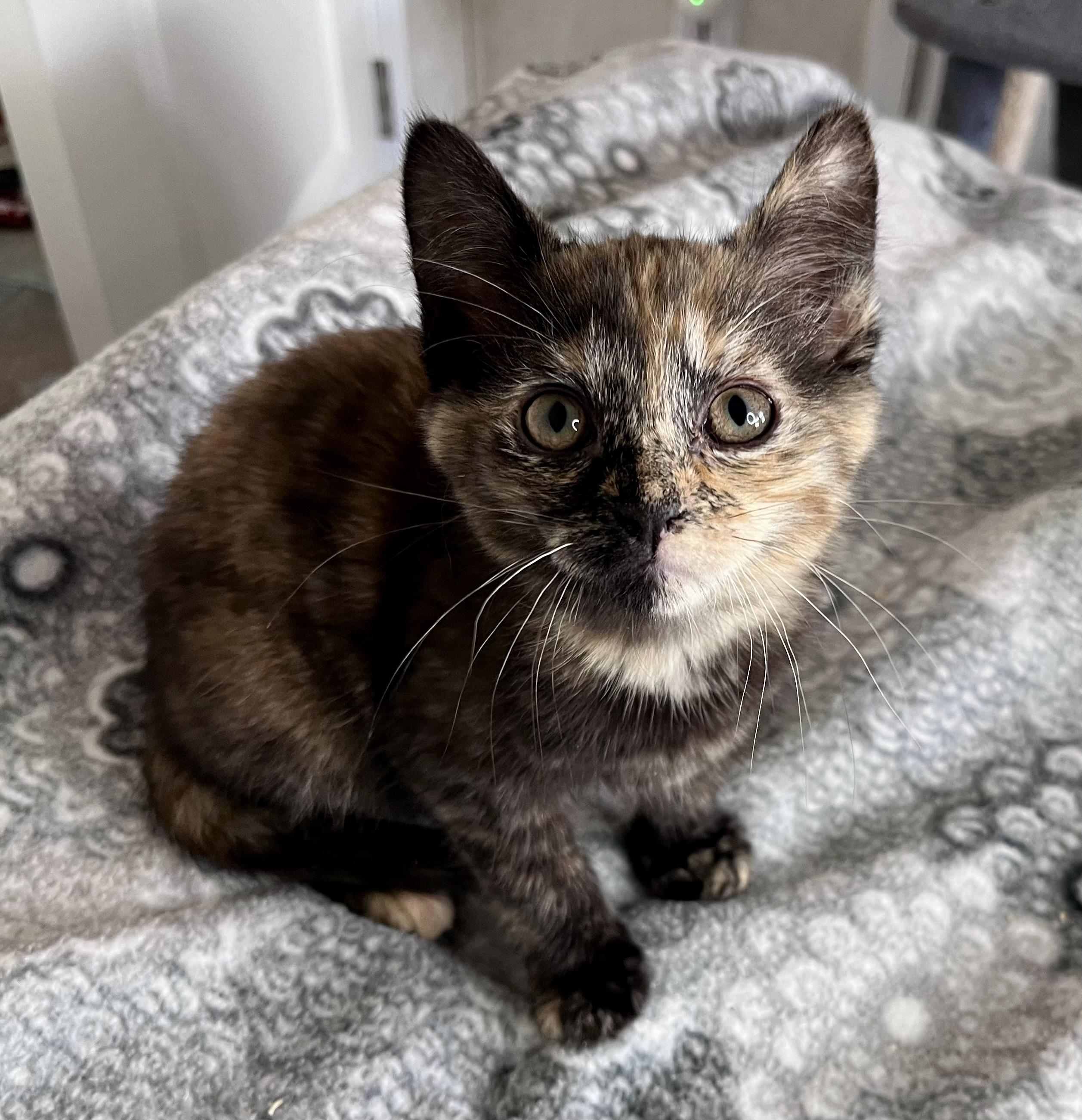 Enlarge Lilac, an adopted mixed breed in Rocky Hill, CT image 3/6