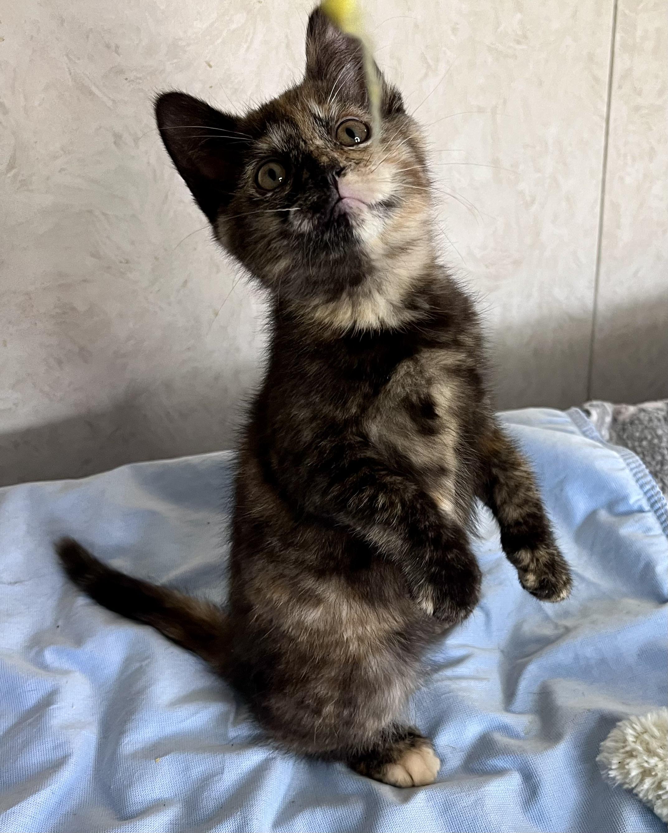 Enlarge Lilac, an adopted mixed breed in Rocky Hill, CT image 5/6