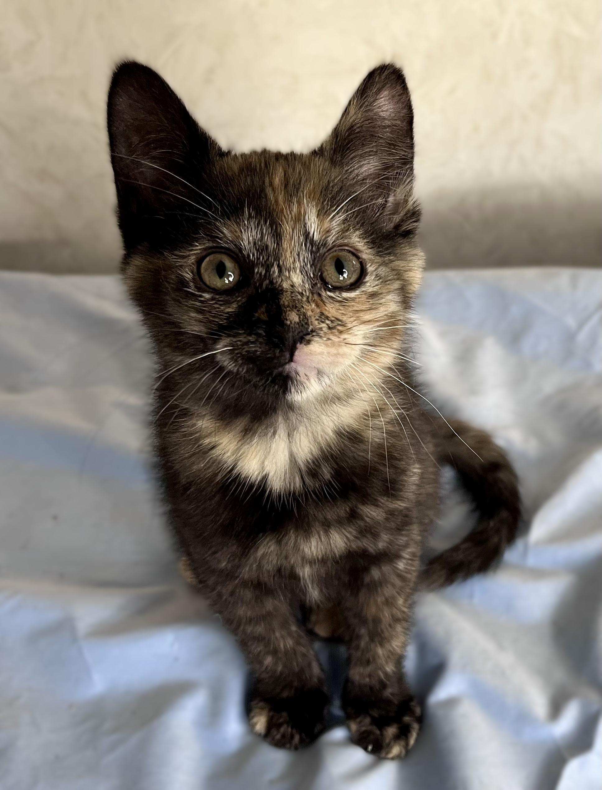 Lilac, adopted, Kitten Female Domestic Short Hair.