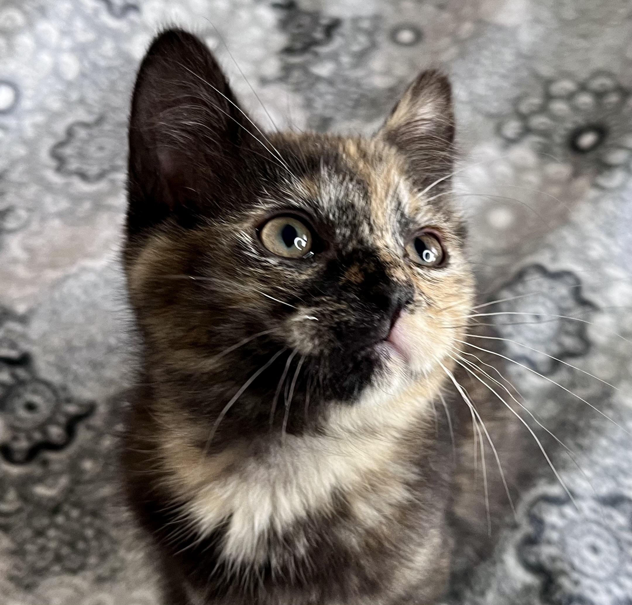 Enlarge Lilac, an adopted mixed breed in Rocky Hill, CT image 4/6