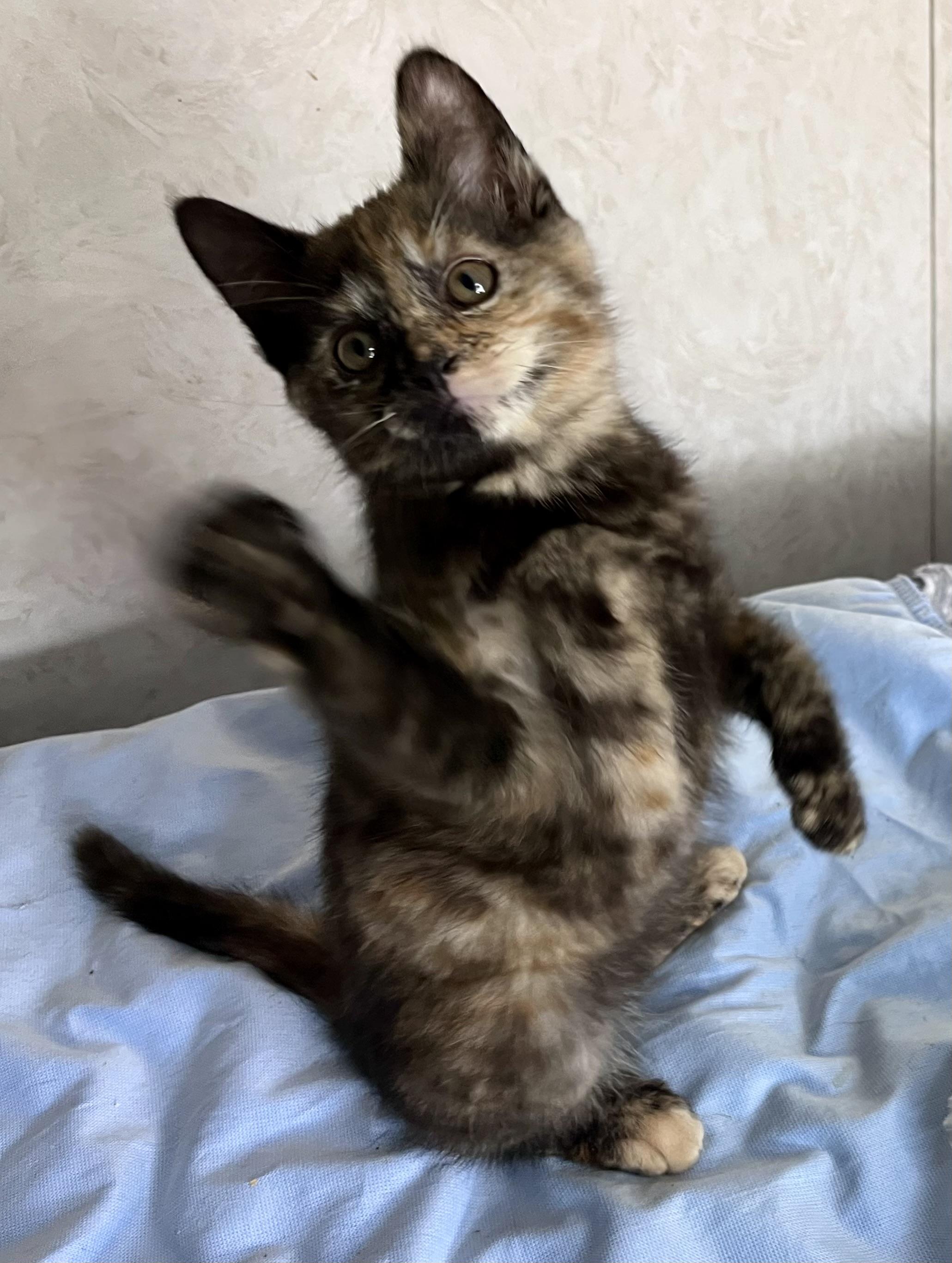 Enlarge Lilac, an adopted mixed breed in Rocky Hill, CT image 6/6