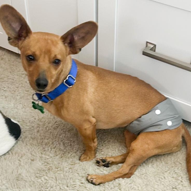 Enlarge Dobby, a ADOPTABLE Chiweenie in Toledo, OH image 2/2