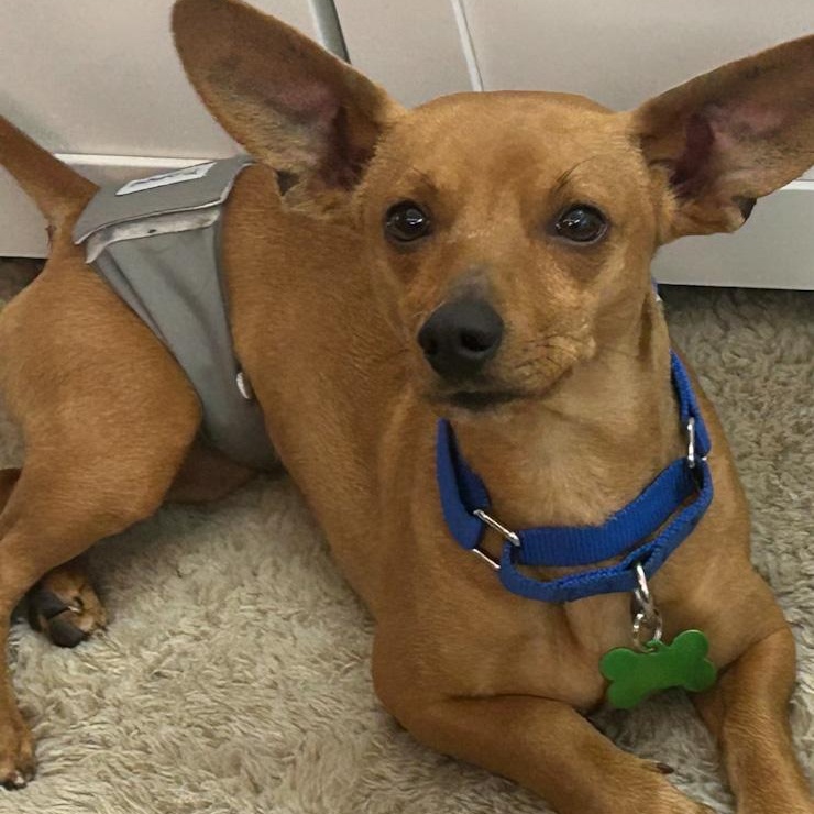 Enlarge Dobby, a ADOPTABLE Chiweenie in Toledo, OH image 1/2