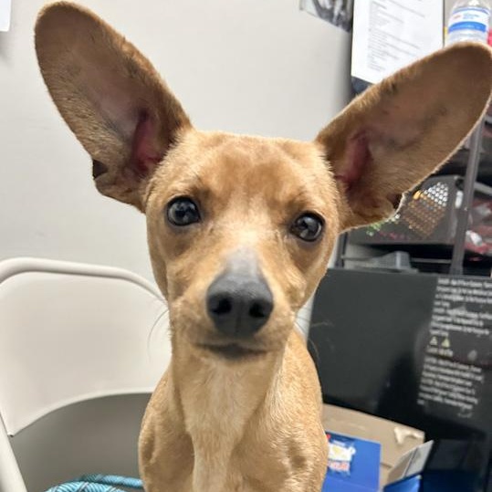 Enlarge Dobby, a ADOPTABLE Chiweenie in Toledo, OH image 1/3