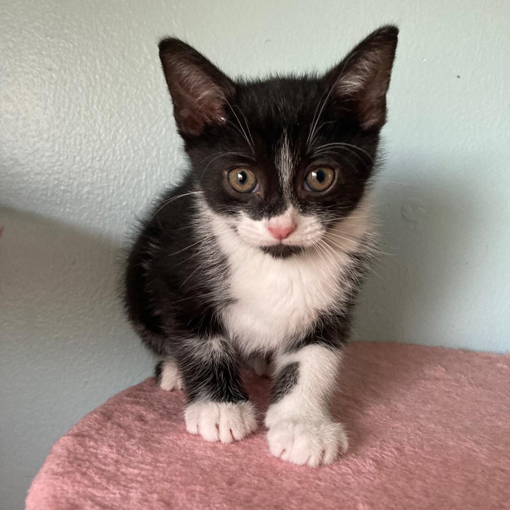 Hank (k2026), Adoptable, Kitten Male Domestic Short Hair.