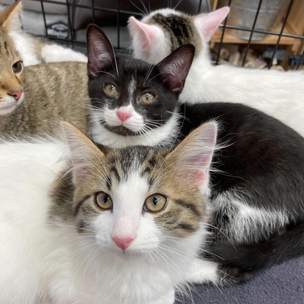 Hank (k2026), a Adoptable Domestic Short Hair in Skokie, IL image 5/6