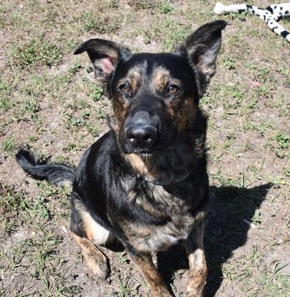 Enlarge Benny, a ADOPTABLE mixed breed in Inverness, FL image 1/2