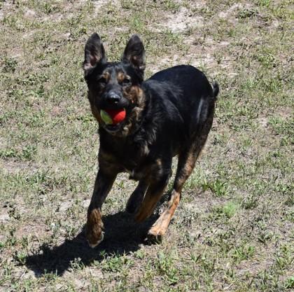 Enlarge Benny, a ADOPTABLE mixed breed in Inverness, FL image 2/2