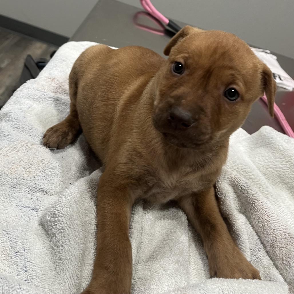 Enlarge Marge, a Adoptable mixed breed in Richmond Hill, GA image 1/1