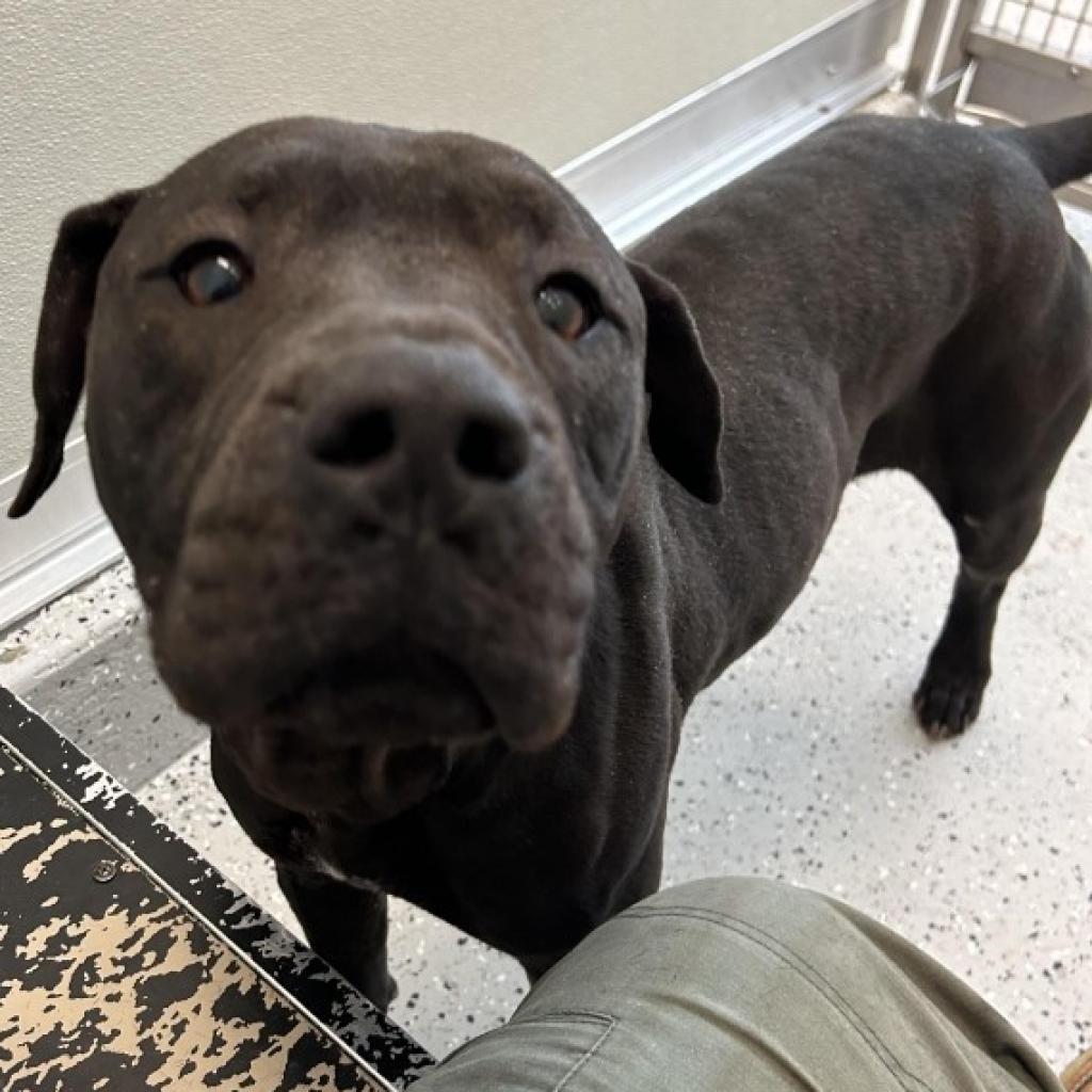 Enlarge Polly, a Adoptable Pit Bull Terrier in Glenmora, LA image 3/4