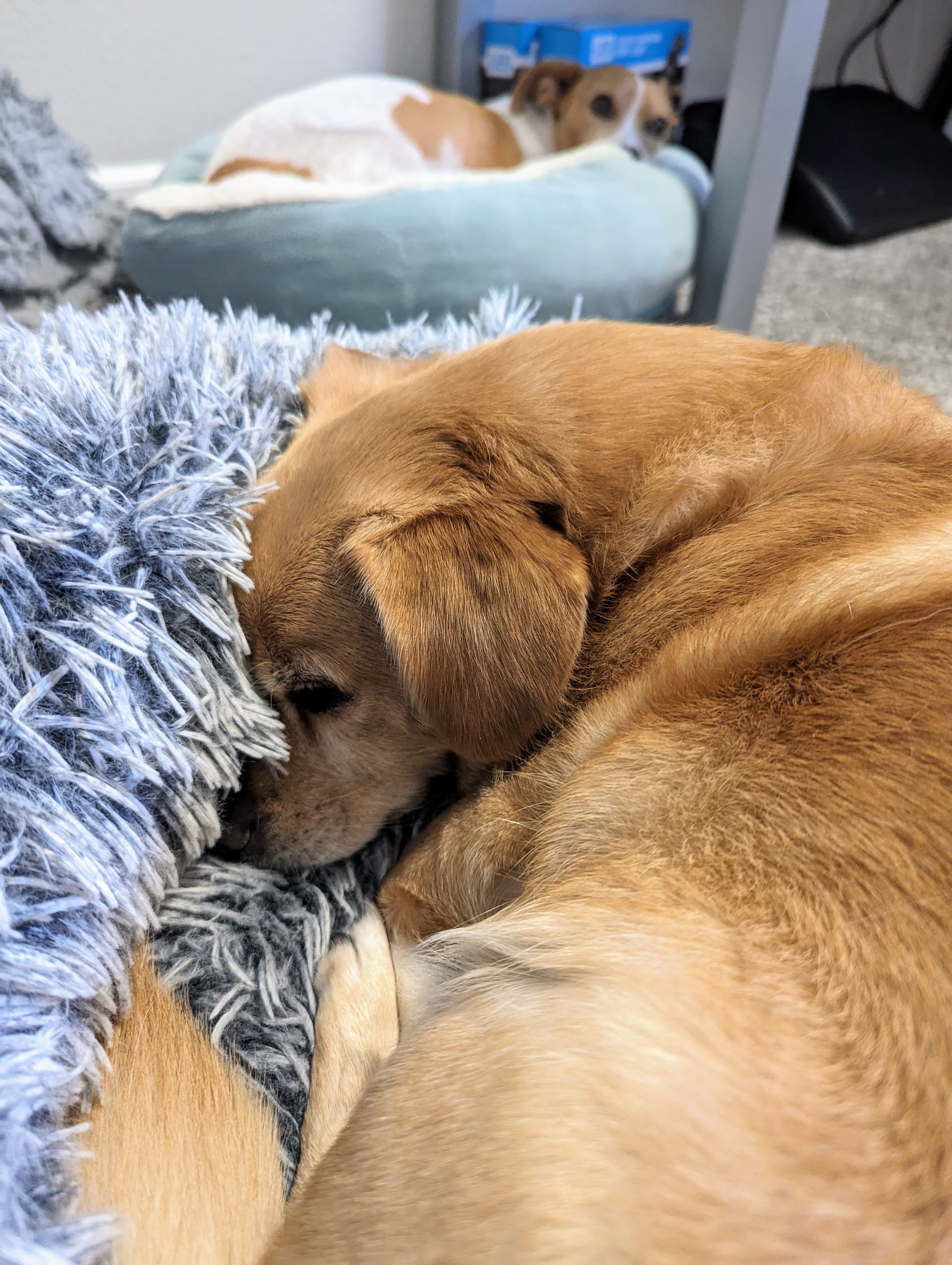 Enlarge Wellington, a Adopted Corgi in Seattle, WA image 2/4