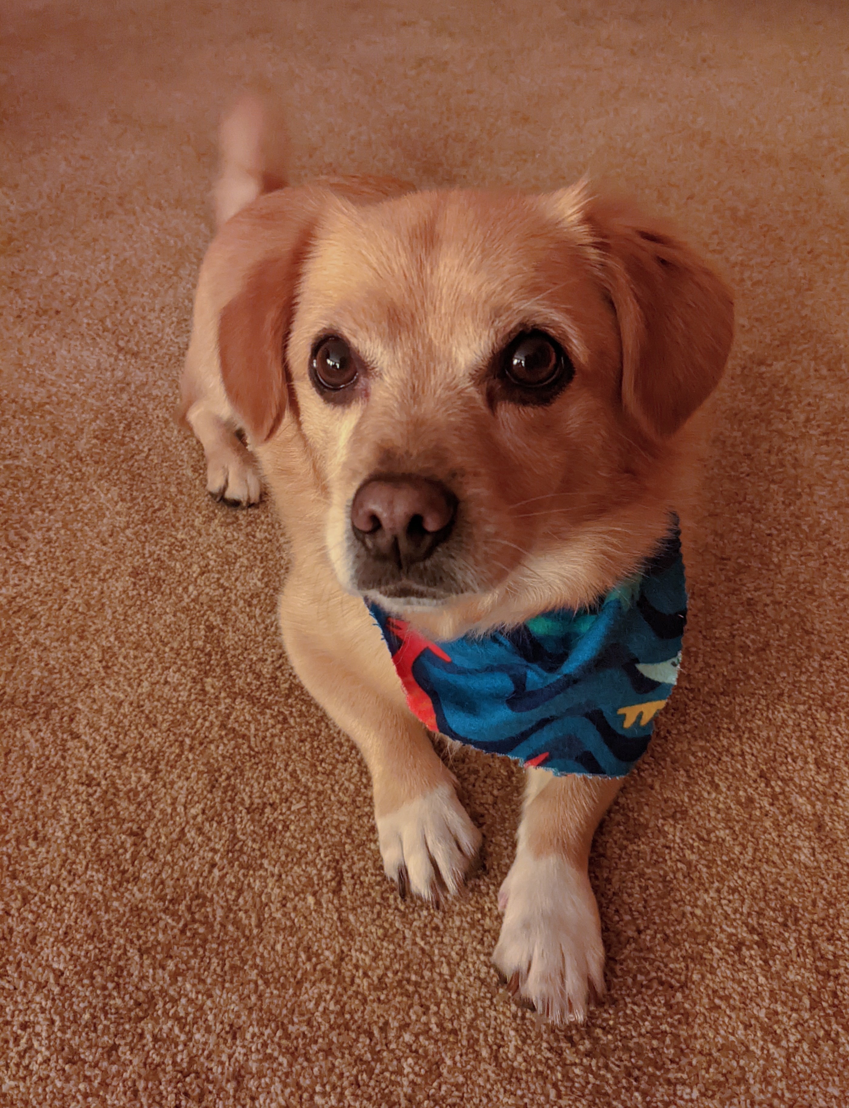 Enlarge Wellington, a Adopted Corgi in Seattle, WA image 1/4