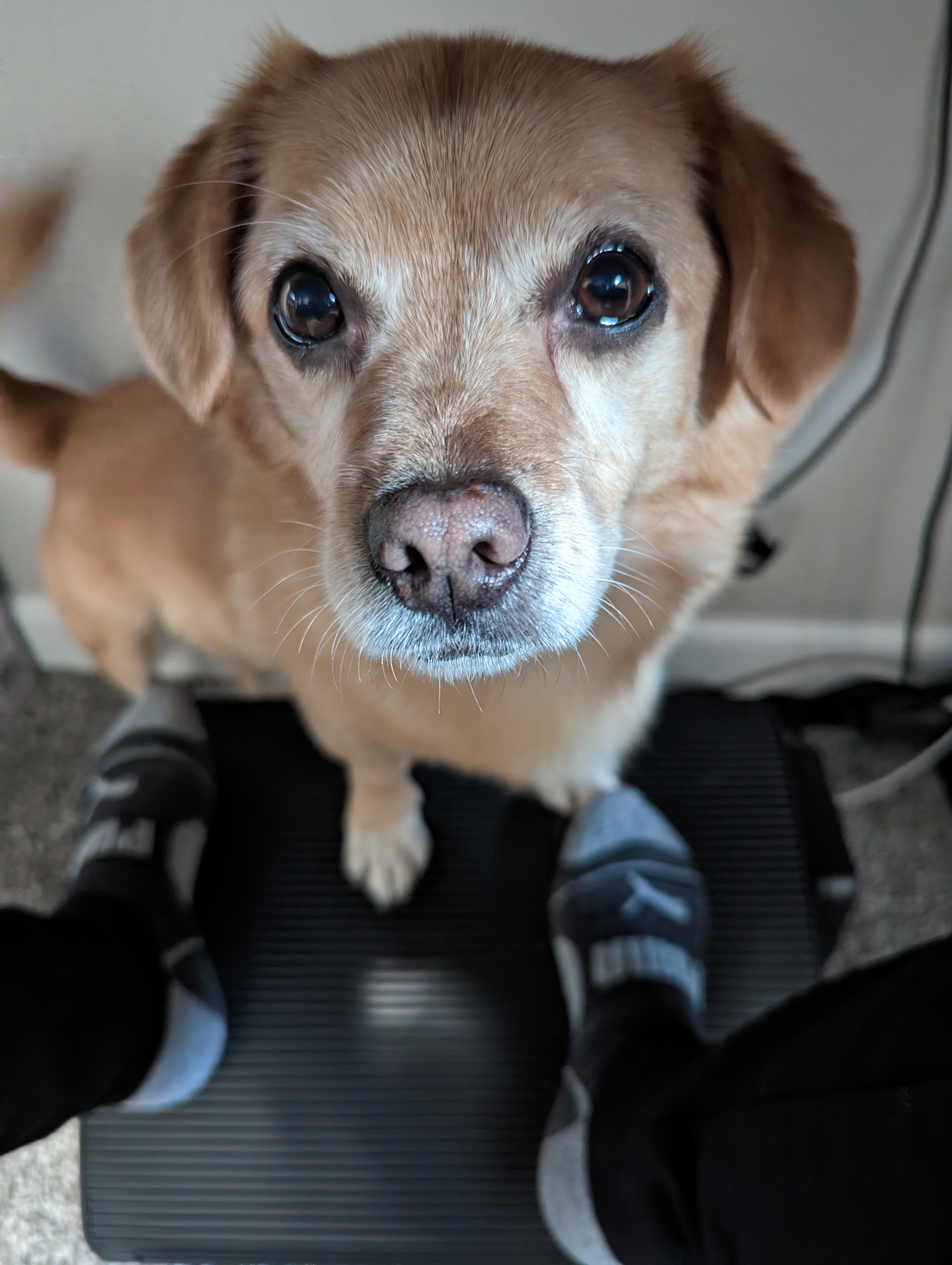 Enlarge Wellington, a Adopted Corgi in Seattle, WA image 3/4