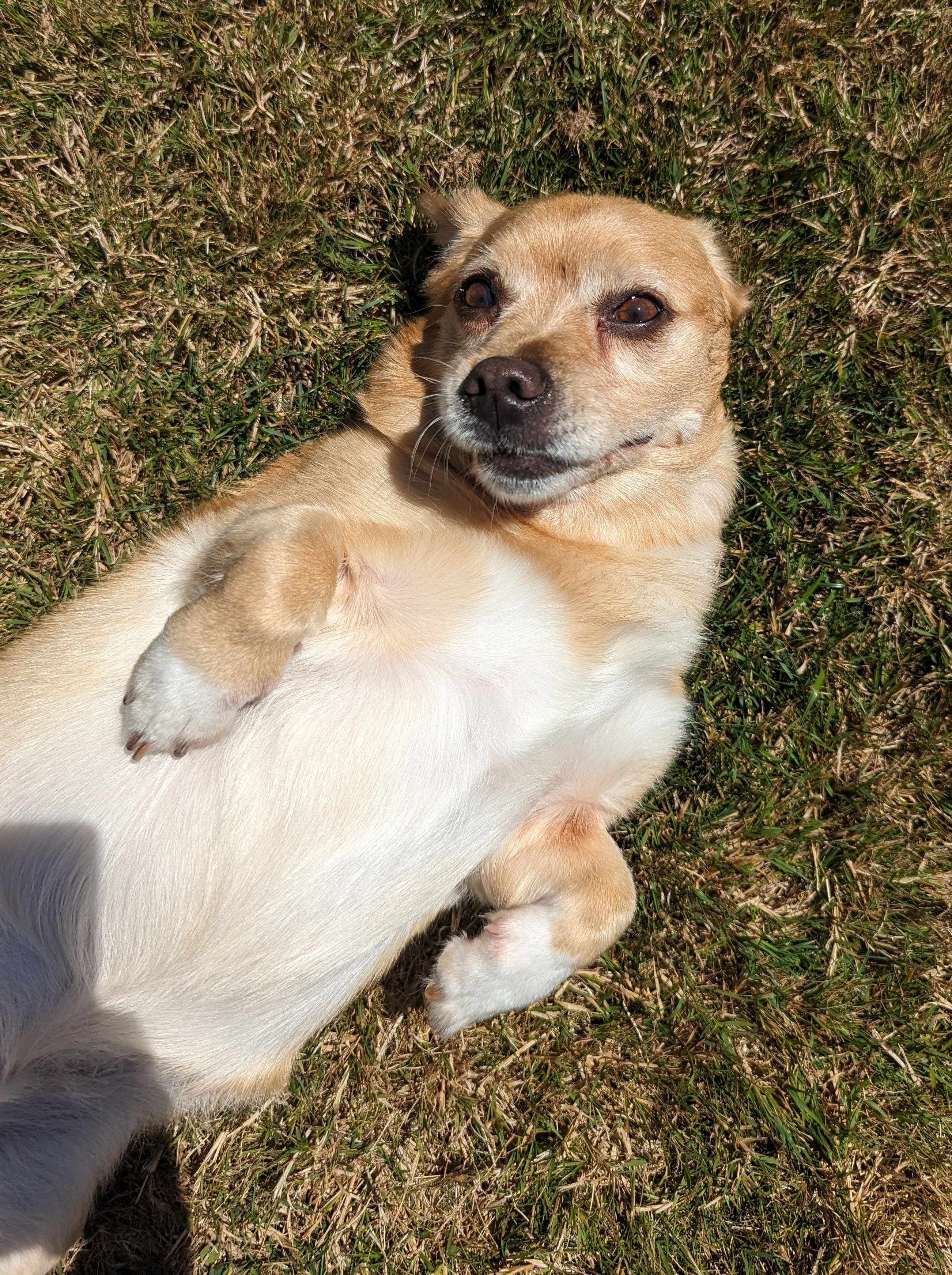 Enlarge Wellington, a Adopted Corgi in Seattle, WA image 4/4