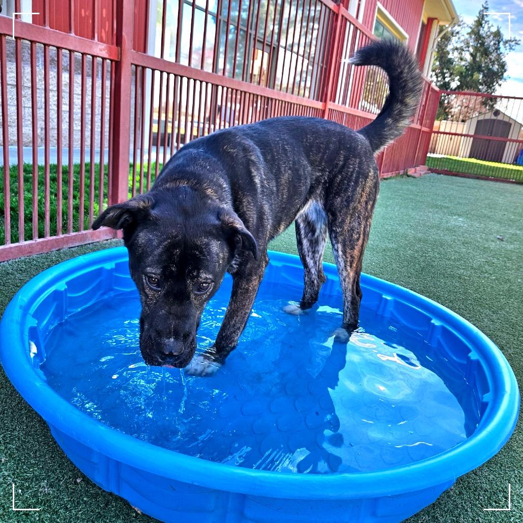 AUTUMN, a Adoptable mixed breed in Upland, CA image 1/6