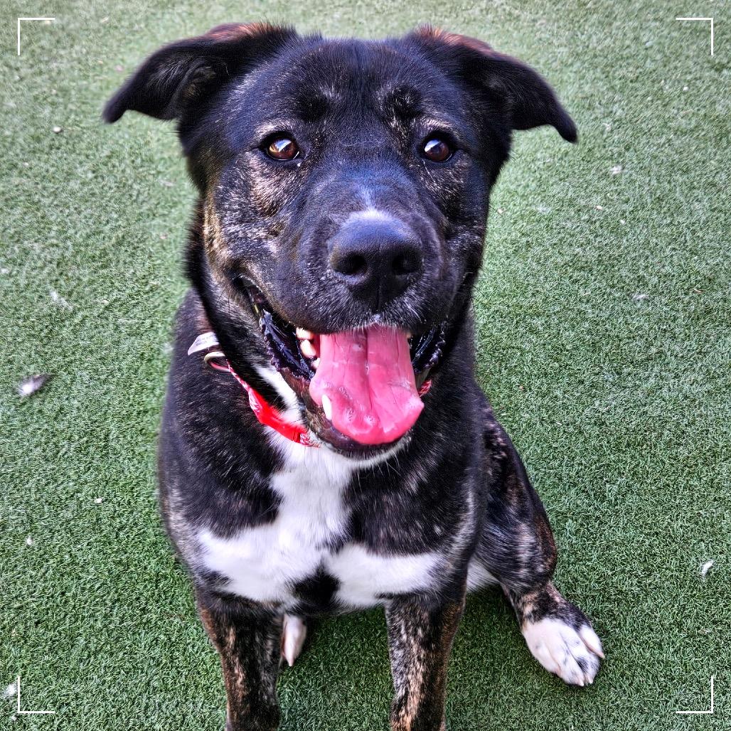 AUTUMN, a Adoptable mixed breed in Upland, CA image 3/6