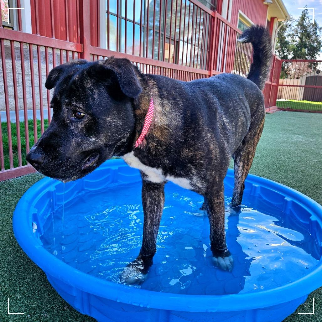 AUTUMN, a Adoptable mixed breed in Upland, CA image 4/6