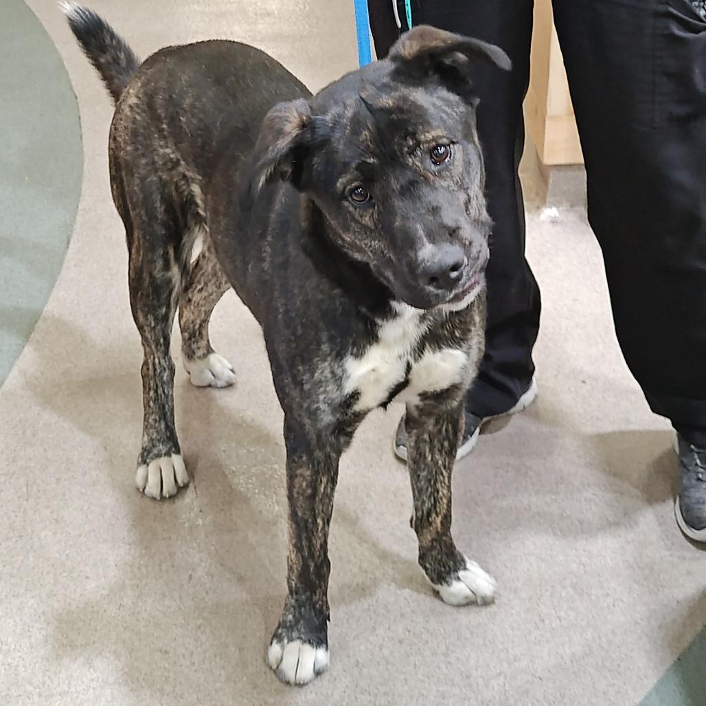 AUTUMN, a Adoptable mixed breed in Upland, CA image 5/6