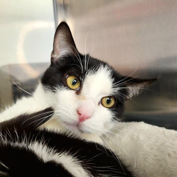 Lancelot 45748, Adoptable, Adult Male Domestic Short Hair.