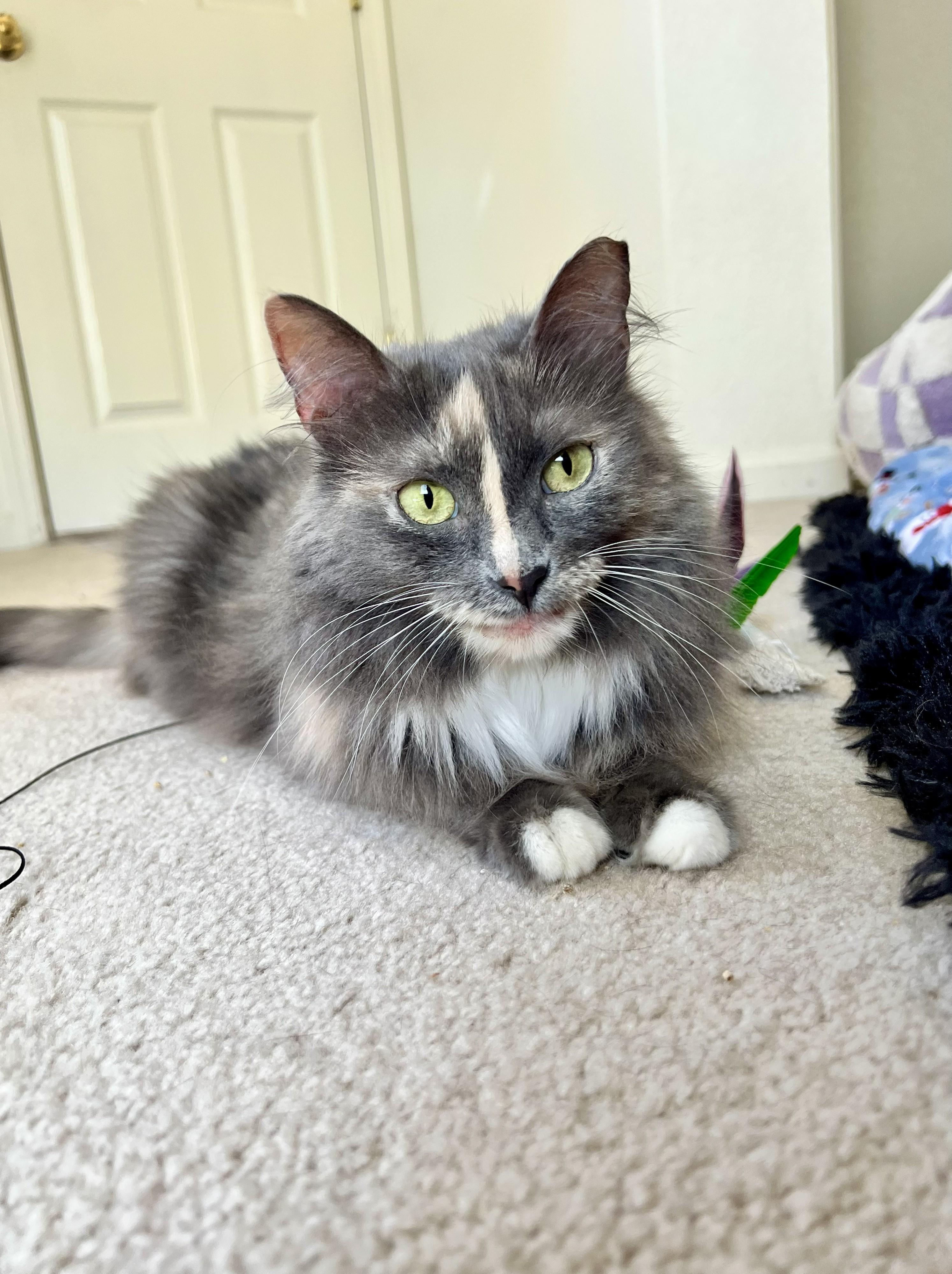 Silver, ADOPTABLE, Young Female Domestic Long Hair.