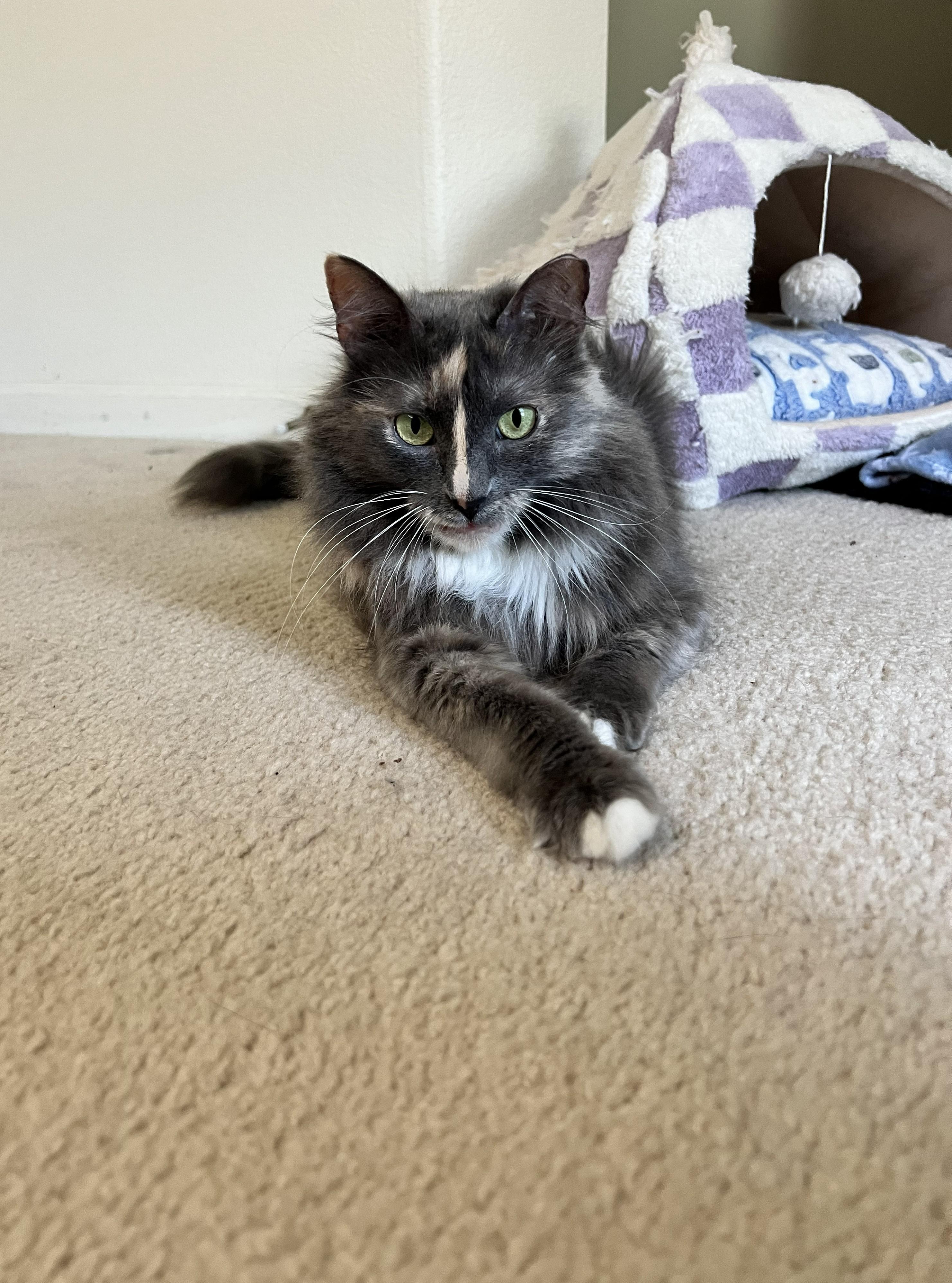 Enlarge Silver, a ADOPTABLE Domestic Long Hair in Elk Grove, CA image 3/5
